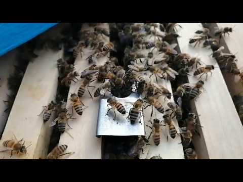 Видео: Как подсадить плодную матку в отводок Рой в помощь.