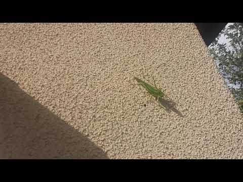 Видео: 🐜🛑🆘️ ОСТОРОЖНО САРАНЧА (ЗЕЛЁНЫЙ КУЗНЕЧИК) !!! .. ТОЧНЕЕ ДАЛЬНИЙ РОДСТВЕННИК САРАНЧИ ОБЫКНОВЕННОЙ ...