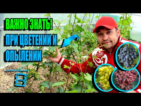 Видео: ВСЕ ТОНКОСТИ ПРИ ЦВЕТЕНИИ И ОПЫЛЕНИИ ВИНОГРАДА. НОРМИРОВКА СОЦВЕТИЯМИ. СЕВЕРНЫЙ ВИНОГРАДНИК 22-23