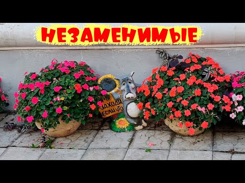 Видео: ПРИ ЛЮБОЙ ПОГОДЕ незаменимый в саду цветок непрерывного цветения -  БАЛЬЗАМИН. Любит тень Однолетник