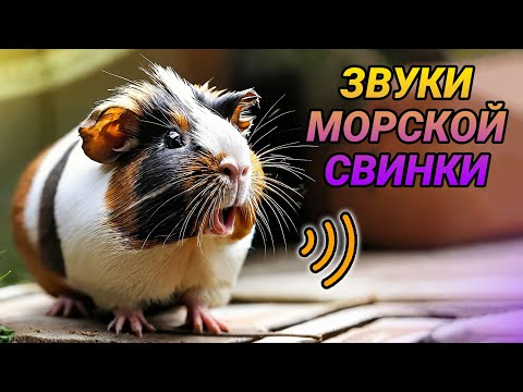 Видео: Звуки морских свинок и их значение
