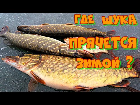 Видео: Зимняя ЛОВЛЯ ЩУКИ на БАЛАНСИР . Где ИСКАТЬ ЩУКУ в декабре ?