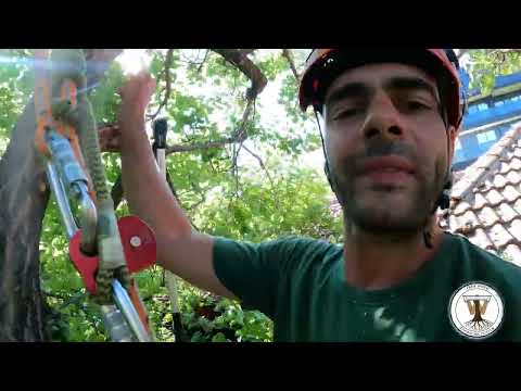 Видео: ЗАЩО не ПОВЕЧЕ? (подрязване на дърво)