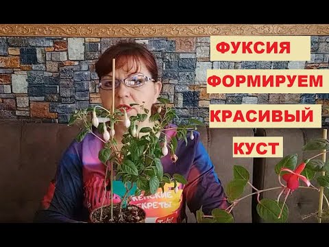 Видео: Формируем красивый куст фуксии. Как обрезать?