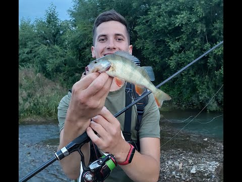 Видео: Вечірня риболовля! Бистриця Надвірнянська, що Клює??? Головень? Окунь?