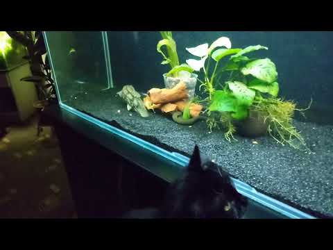 Видео: 500литров.Кормление арованы.