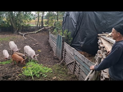 Видео: все буде🇺🇦Еко свині Шевченка❌️Помідори круглий рік‼️Вигілно 100% Бізнес на овочах в сеоі‼️Золота🥔🥔🥔