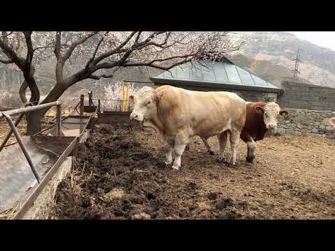 Видео: Симменталы мясного направления