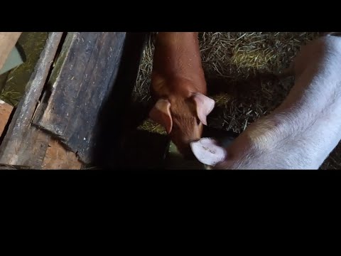 Видео: Продолжаю свиноводство.