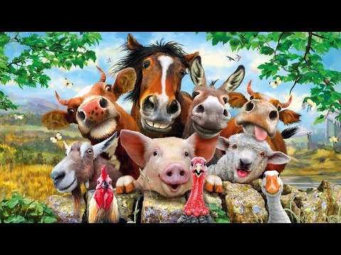 Видео: “Илжигний вант улс” өгүүллэг