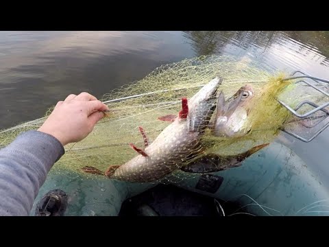 Видео: ХАПУГИ не подводят НИКОГДА. ОДИН заброс и ТЫ с УЛОВОМ. РЫБАЛКА на хапугу хлопок с лодки.