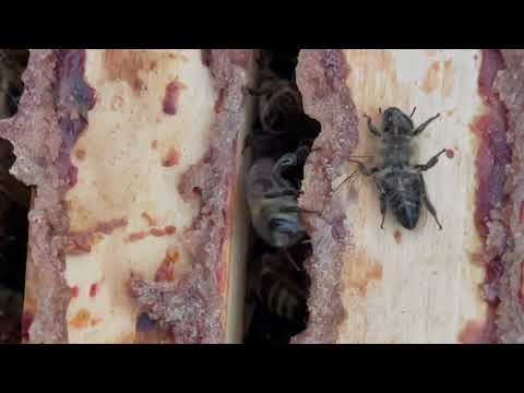 Видео: Вентиляция  пчёл в зиму