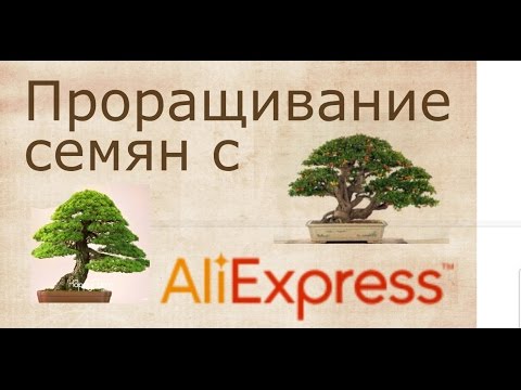 Видео: Опыт проращивания семян с Али-Экспресс. Бонсай. Советы при покупке товаров