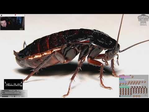 Видео: HellYeahPlay смотрит: 10 МЕРЗКИХ НАСЕКОМЫХ, КОТОРЫЕ ЖИВУТ В КВАРТИРАХ