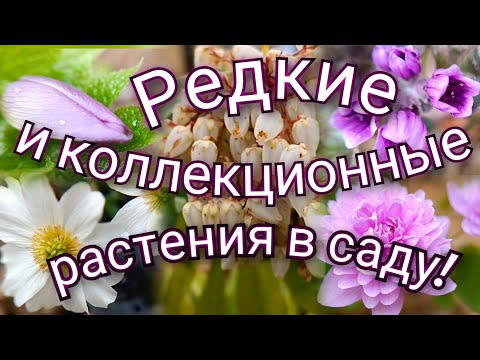 Видео: Редкие и коллекционные растения в моем саду! Самые красивые и беспроблемные растения 🥰