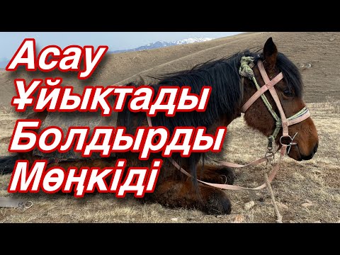 Видео: Асаулар ӨНЕР шығарды! Үйрету тәсілдері!