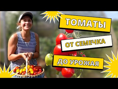Видео: Выращивание помидоров в теплице. Отличный урожай!