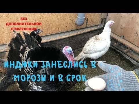 Видео: Индюки занеслись в морозы и в срок, без дополнительной стимуляции