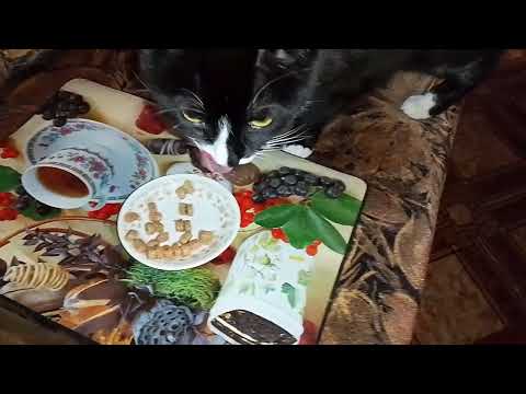 Видео: ОХ,И,МАМА!!🤦 КОТИКИ ГОЛОДНЫЕ!!🙀ОБ ЭТОМ ДНЕ ЛУЧШЕ "НИКАК"!🤬🤕 БЕРЛОЖКА ДЛЯ МАЛЫША!!😻👍