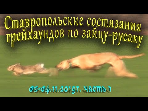 Видео: Ставропольские состязания грейхаундов 02-04.11.2019г. Охота на зайца. the hunting of the hare.