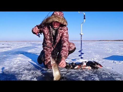 Видео: Вот это рыбалка ,вот это первый лёд! Руки устали рыбу таскать .