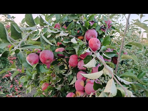 Видео: Яблоня Флорина 