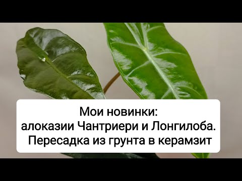 Видео: Мои новинки: алоказии Чантриери и Лонгилоба. Пересадка из грунта в керамзит