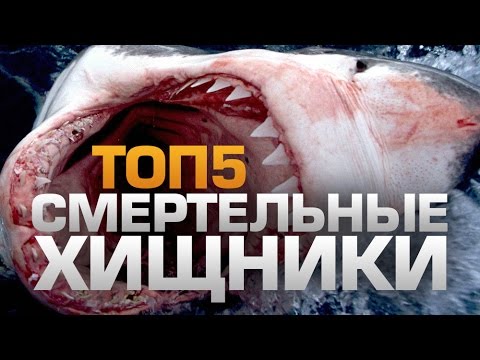 Видео: ТОП5 Смертельных ХИЩНИКОВ