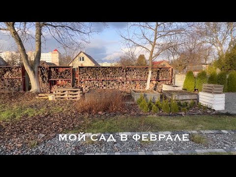 Видео: 🌳🏡 МОЙ САД В ФЕВРАЛЕ 🐝 ПЛАНЫ НА ЛЕТО 🌱 СЕЮ ПЕТУНИЮ ☘️ КАК СЕБЯ ЧУВСТВУЮТ ВСХОДЫ ЛОБЕЛИИ