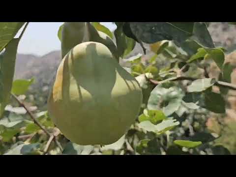 Видео: Ин Ноки 80 сола дар Тоҷикистон якта аст