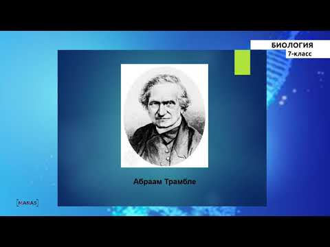 Видео: 7-класс | Биология |  Көп клеткалуулар. Ичеги көндөйлүүлөр. Ичеги көңдөйлүүлөрдүн келип чыгышы.