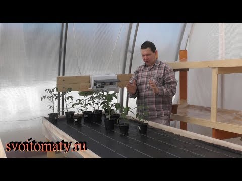 Видео: Выращивание рассады. Почему я поздно сею семена