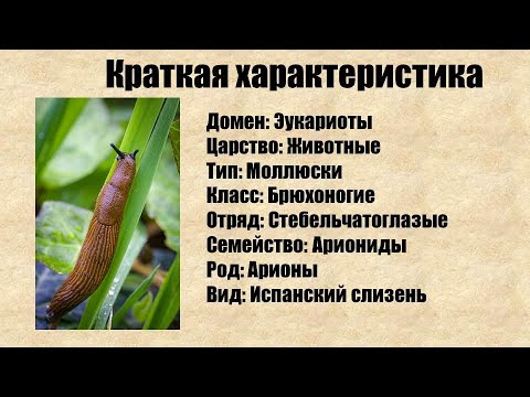 Видео: #Вредители Испанский слизень и интересные факты о нем