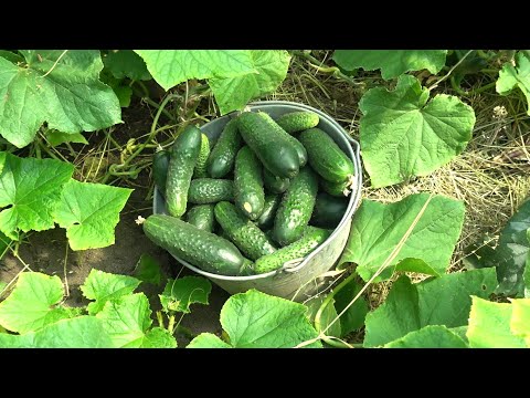 Видео: КАК МАКСИМАЛЬНО ДОЛГО ПРОДЛИТЬ ПЛОДОНОШЕНИЕ ОГУРЦОВ