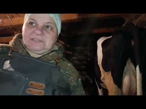 Видео: Сколько весят наши коровы?