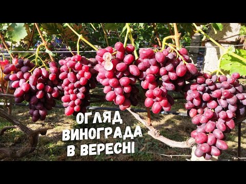 Видео: виноград в вересні