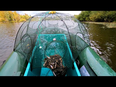 Видео: Их Просто Тьма...! Ловля Пескаря в Болоте на Зонтики !!!