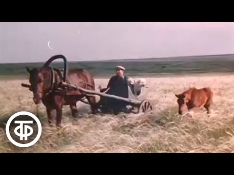 Видео: Степь (1976)