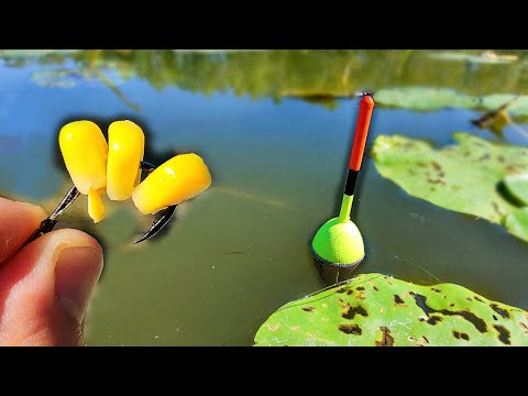 Видео: Ловля КАРПА на КУКУРУЗУ. Рыбалка на поплавок.