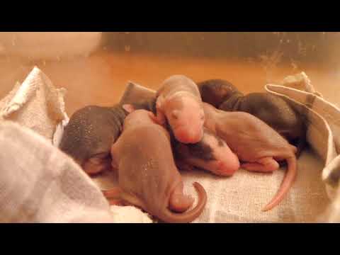 Видео: Крысята с первого дня и до месяца/Rat rat from day one to month