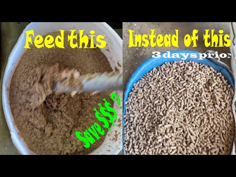 Видео: Может ли ферментация кормов сэкономить деньги?