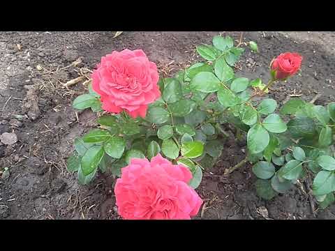 Видео: Важно вылечить розы до укрытия. Как и чем.