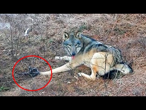 Видео: Лесник спас старого волка из капкана, а спустя время тот вернулся - И ВОТ ПОЧЕМУ...