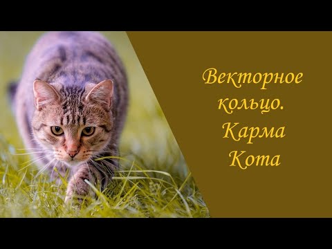 Видео: Векторное кольцо. Карма Кота.