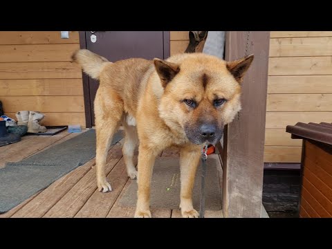 Видео: Исчезновение ютуба, палитра золотой осени и рыжий суетолог