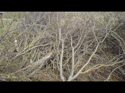 Видео: Расчистка от поросли, пила лучше трактора? Как расстались участок и не попасть на деньги.