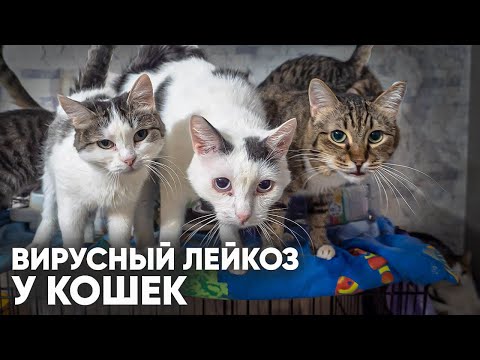 Видео: Вирусный лейкоз кошек. Что делать если у кошки лейкоз?  Прививки от лейкоза. Лечение лейкоза кошек.