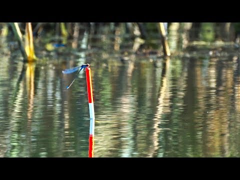 Видео: Рыбалка на карася в траве с лодки. Ловля карася на поплавок в июне.