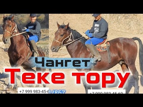 Видео: Текего тору ат 