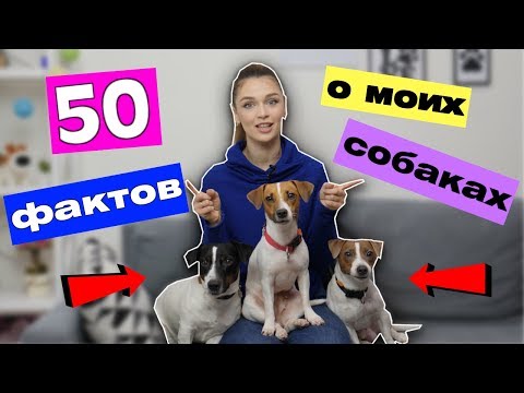 Видео: 50 ФАКТОВ О МОИХ СОБАКАХ | ВСЯ ПРАВДА О ЛЕО, НИКОЛЬ И ДОМИНИКЕ!!!